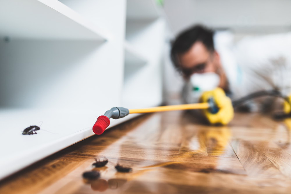 Top Must-Know Tips to Stop Home Pests Now