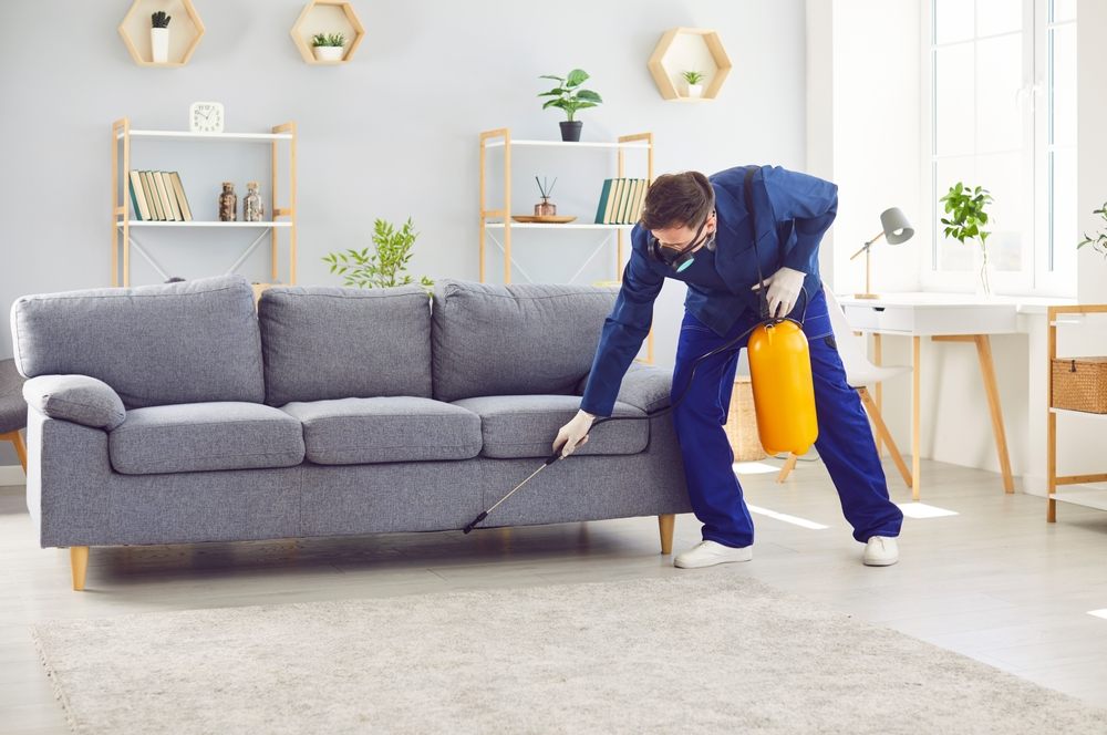 Top Pest Control Myths You Need to Stop Believing Now